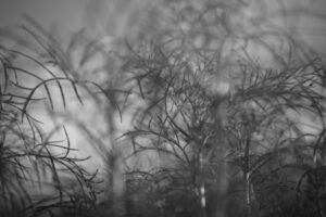 写真作品