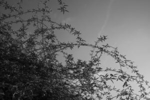 写真作品