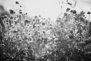 写真作品