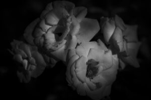 写真作品