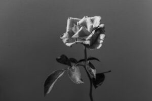 写真作品