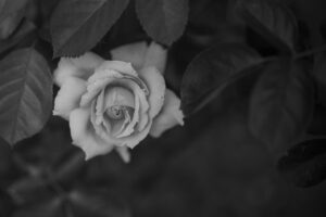 写真作品