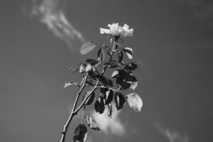 写真作品