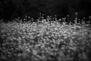 写真作品