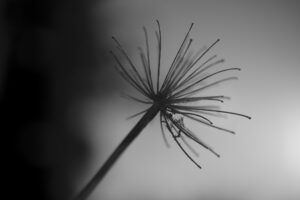写真作品