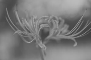 写真作品