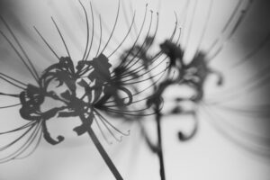 写真作品