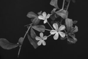 写真作品