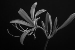 写真作品