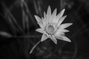 写真作品