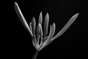 写真作品
