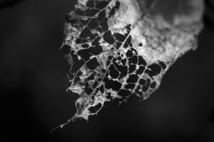 写真作品