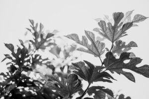 写真作品