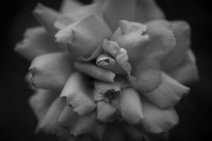写真作品