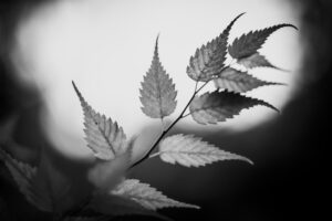 写真作品