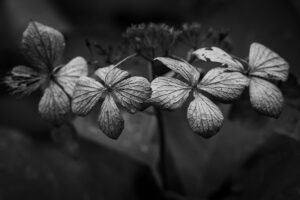 写真作品