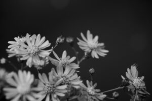 写真作品