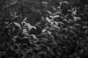 写真作品