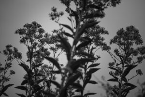写真作品