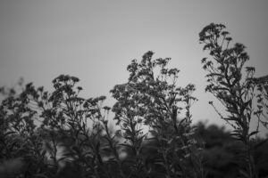 写真作品