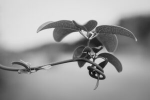 写真作品