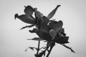 写真作品