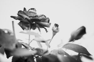 写真作品