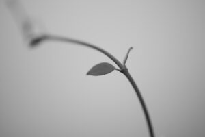 写真作品