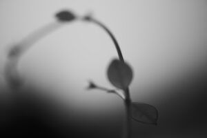 写真作品