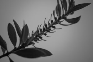 写真作品