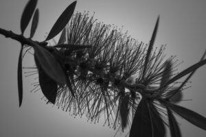 写真作品