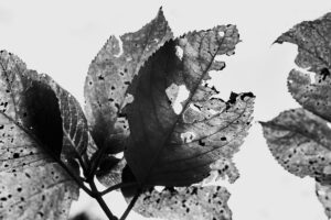 写真作品