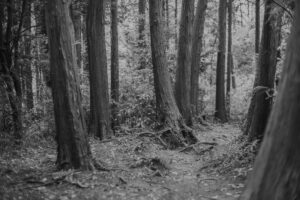 写真作品
