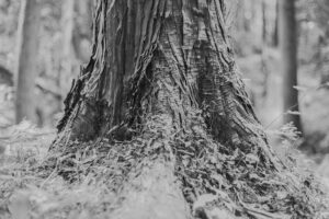 写真作品