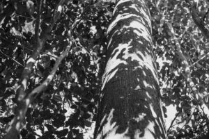 写真作品