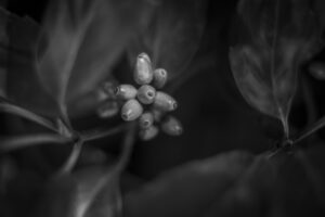 写真作品