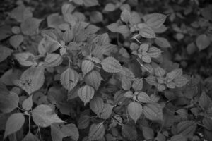 写真作品