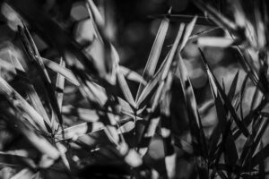 写真作品