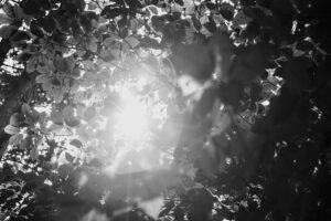写真作品