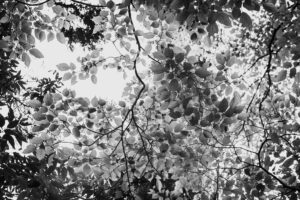 写真作品