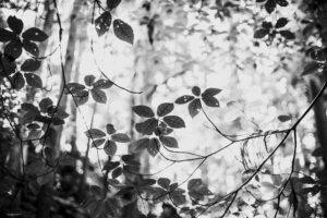 写真作品