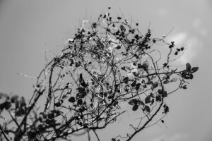 写真作品