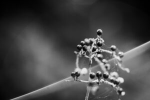 写真作品