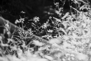 写真作品