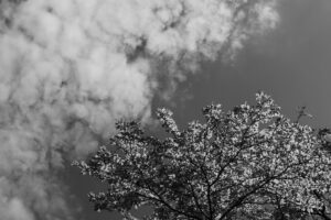 写真作品