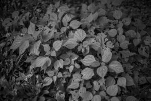 写真作品