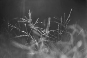 写真作品
