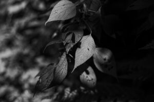 写真作品