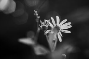 写真作品