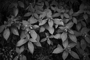 写真作品